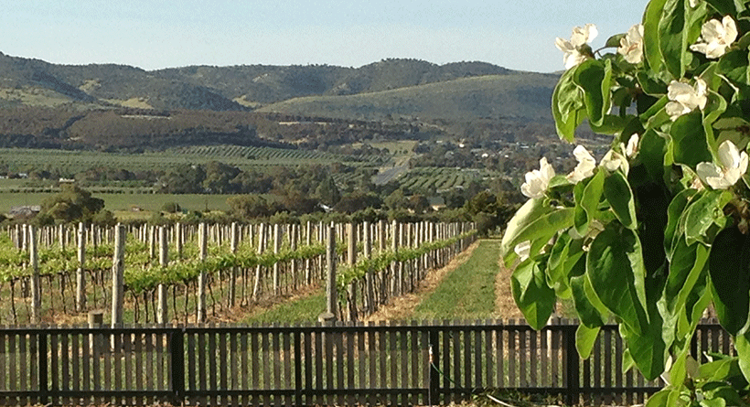 Azur Estate Wines Vineyard